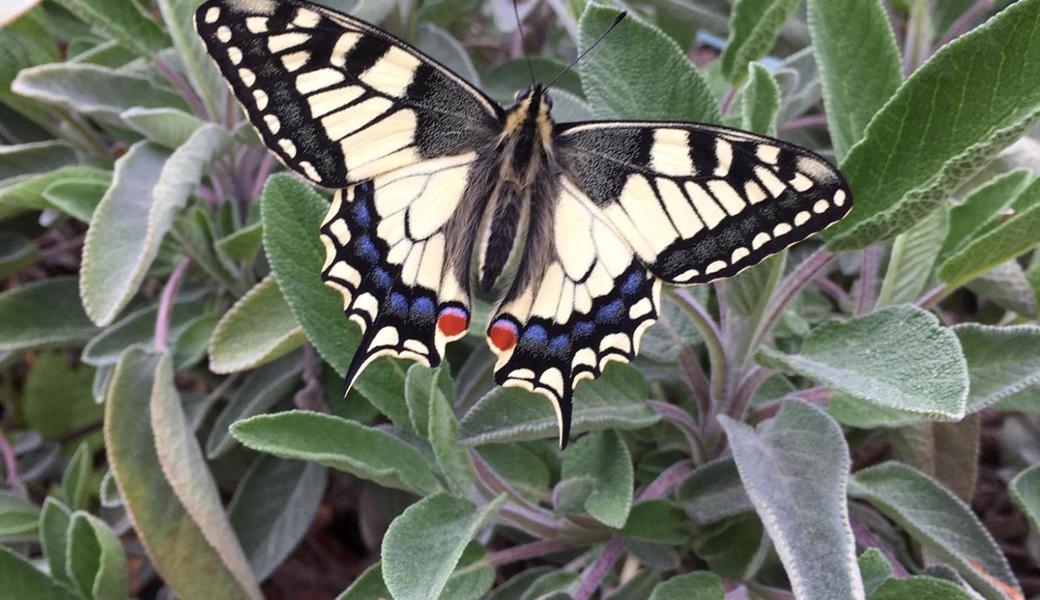 Der Schwalbenschwanz gilt als schönster einheimischer Schmetterling. Er mag Dill, Rüebli, Fenchel und speziell auch die Weinraute. Hier sitzt er allerdings auf Salbei. Der Schwalbenschwanz gilt als schönster einheimischer Schmetterling. Er mag Dill, Rüebli, Fenchel und speziell auch die Weinraute. Hier sitzt er allerdings auf Salbei.