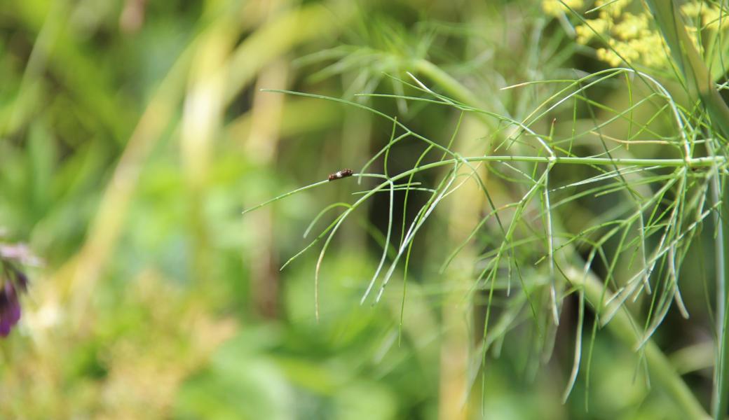 Auf dem Fenchel kriecht eine Schwalbenschwanz-Raupe. Gabriela Dietsche Goldener zieht sie in einem Aerarium gross; so ist die Raupe geschützt und kann zum Schmetterling werden.  Auf dem Fenchel kriecht eine Schwalbenschwanz-Raupe. Gabriela Dietsche Goldener zieht sie in einem Aerarium gross; so ist die Raupe geschützt und kann zum Schmetterling werden.