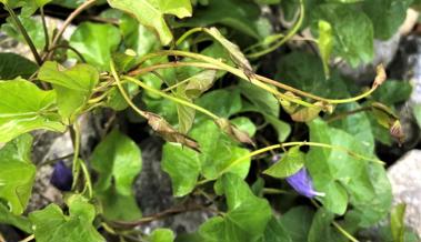 Gartentipp: Jäten nach Gehör Gartentipp: Jäten nach Gehör