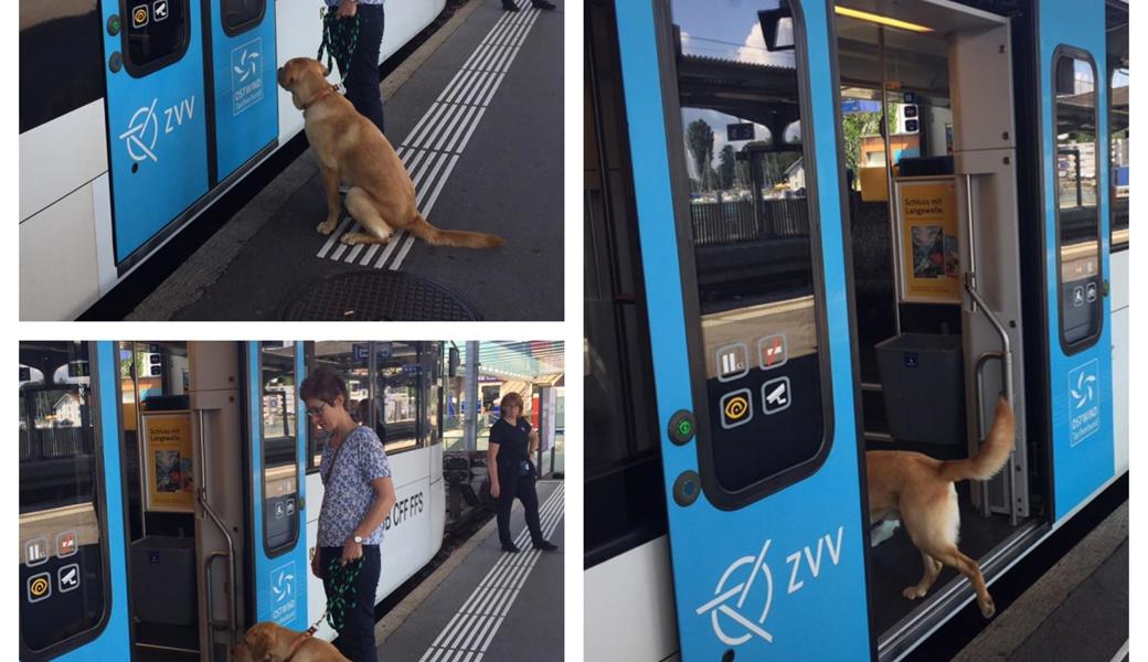 Silvia Schlegel beim Junghundetraining. Silvia Schlegel beim Junghundetraining.