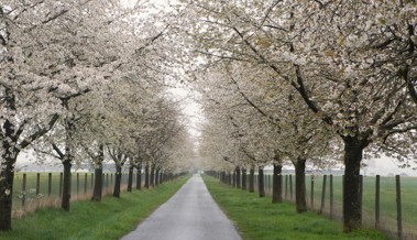 Umstrittener Schutz für Bäume: Altstätter Stadtrat folgt eigener Linie Umstrittener Schutz für Bäume: Altstätter Stadtrat folgt eigener Linie