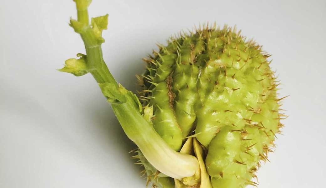 Die Gemüsebirne oder Chayote ist die einzige Kürbisart, die lebend gebärt. Die Gemüsebirne oder Chayote ist die einzige Kürbisart, die lebend gebärt.
