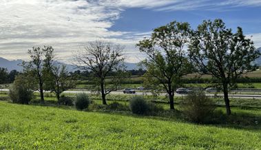 Eschentriebsterben setzt sich fort: Weitere 32 Bäume müssen gefällt werden Eschentriebsterben setzt sich fort: Weitere 32 Bäume müssen gefällt werden