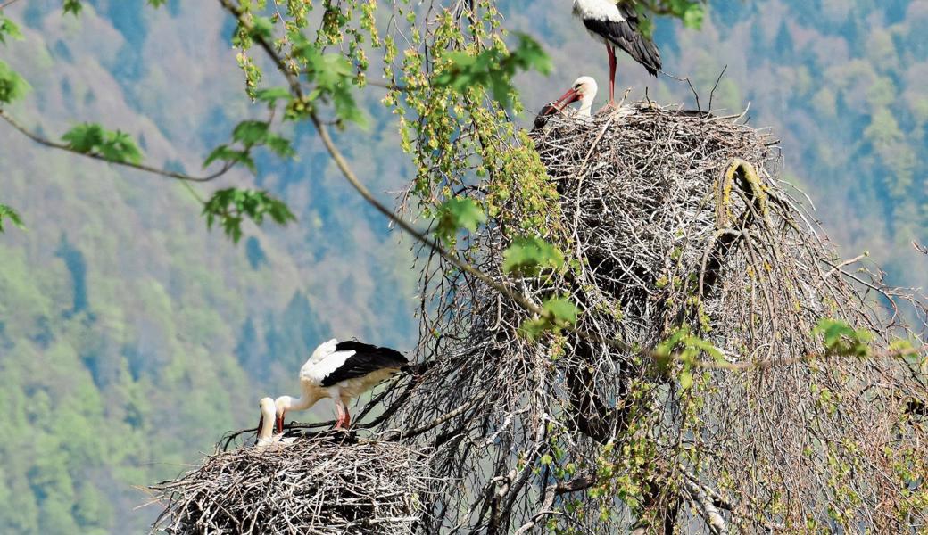 In der Kolonie im Saxerriet haben zwei Storchenpaare ihre Nester im gleichen Baum gebaut.