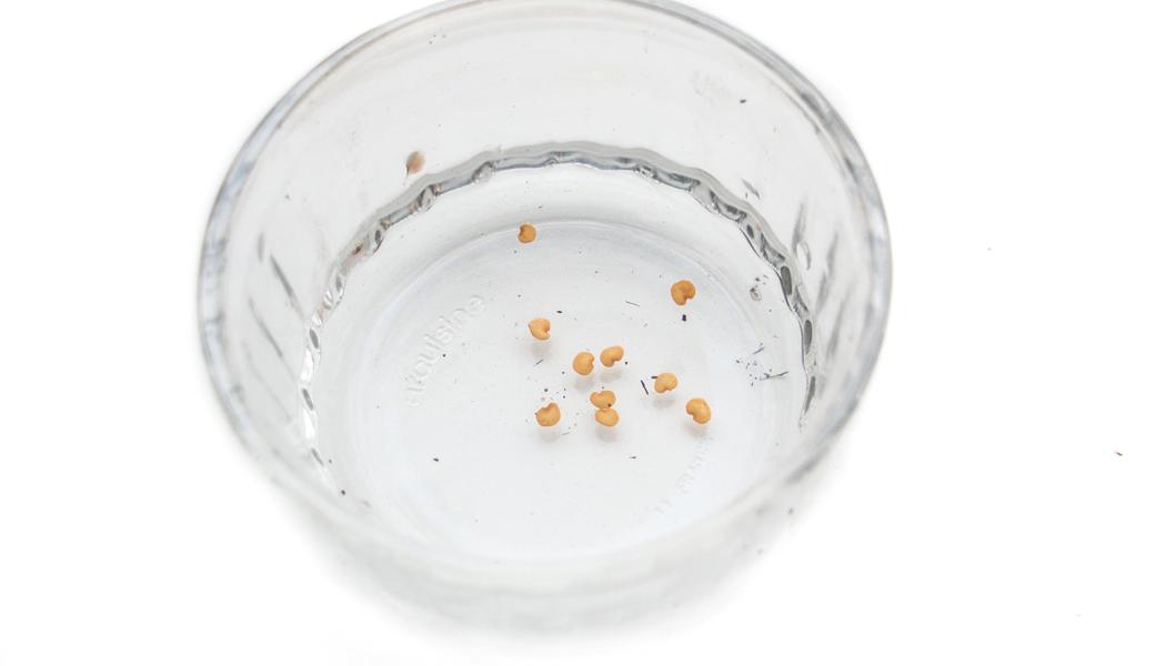 Schwimmene Samen sind verdächtig, das deutet oft auf eine schlechte Kemfähigkeit hin.