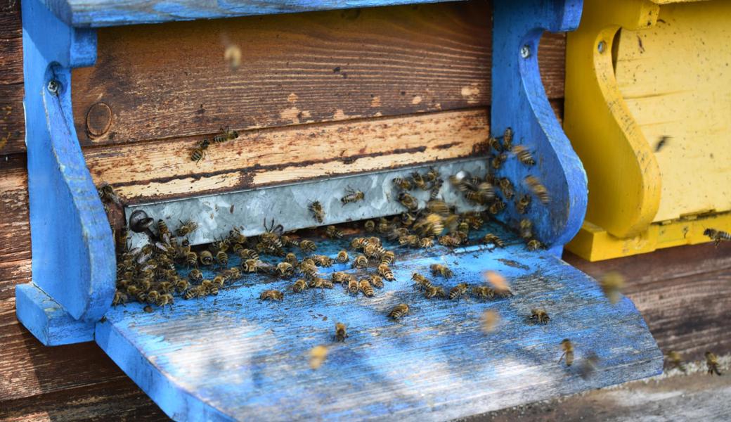 Eines der vielen Bienenvölker von Vivienne Oggier. Die Bienen sind damit beschäftigt, den Nektar in ihre Waben zu bringen. 