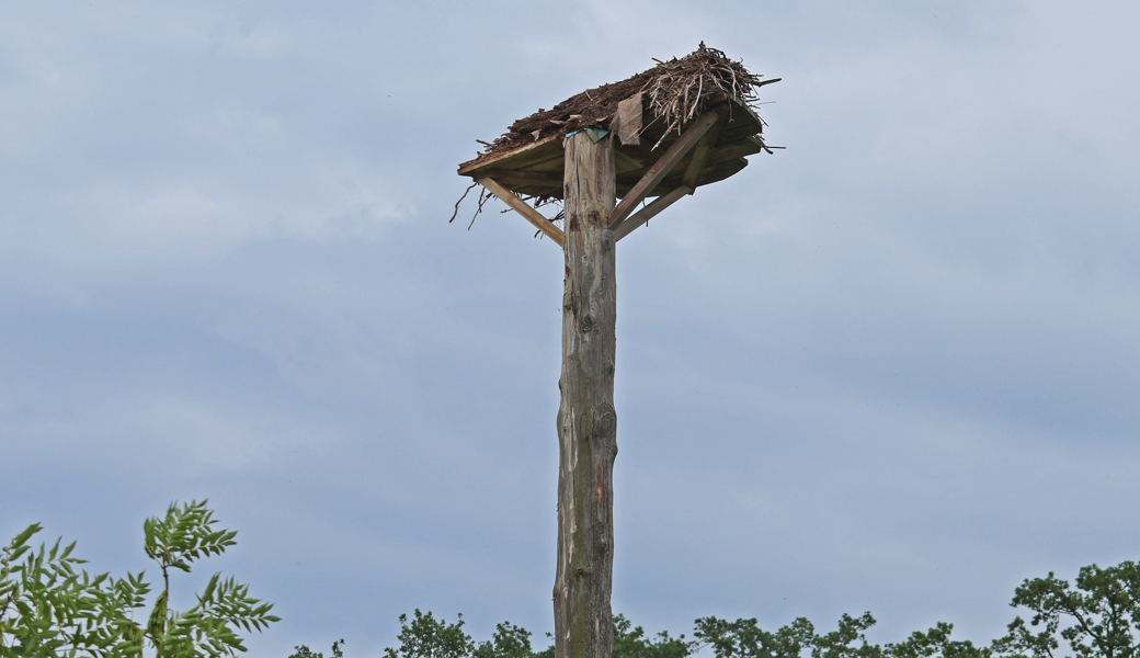 Der Buchseehorst in Thal hat der Last des durchnässten Nestes nicht standgehalten. Die Nisthilfe wird in den nächsten Wochen durch den Verein Rheintaler Storch ersetzt. 