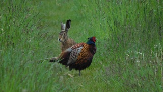 Aufgenommen im Schweizer Ried (Lustenau). Bild: Markus Sturzenegger