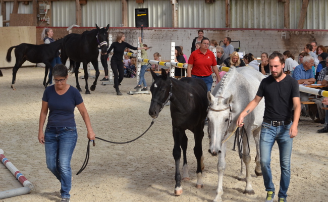Erster Showauftritt der jungen Pferde an der Fohlenschau