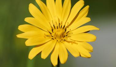 Gelbe Sonnen eröffnen die Hauptblüte