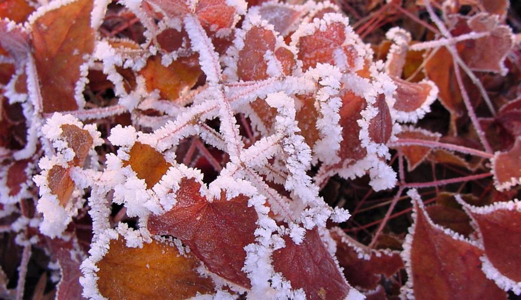 Die Gartenpflanzen warten auf den Frühling und dekorieren sich – wie diese Blätter der Elfenblume – mit Eis und Frost.