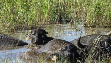 Wasserbüffel fördern seltene Arten im Naturschutzgebiet Spitzmäder