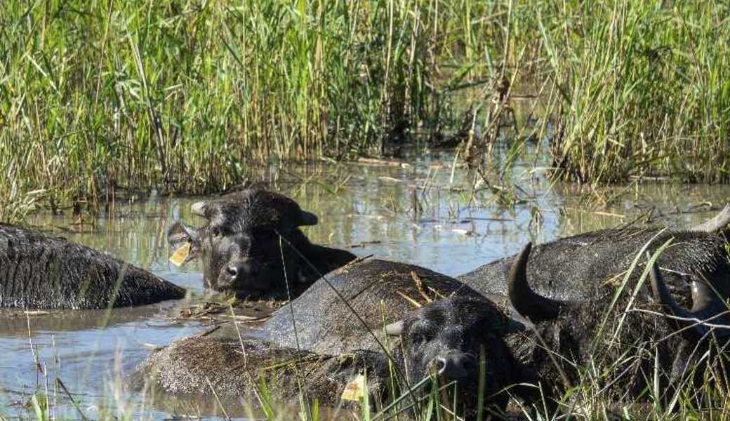 Wasserbüffel fördern seltene Arten im Naturschutzgebiet Spitzmäder