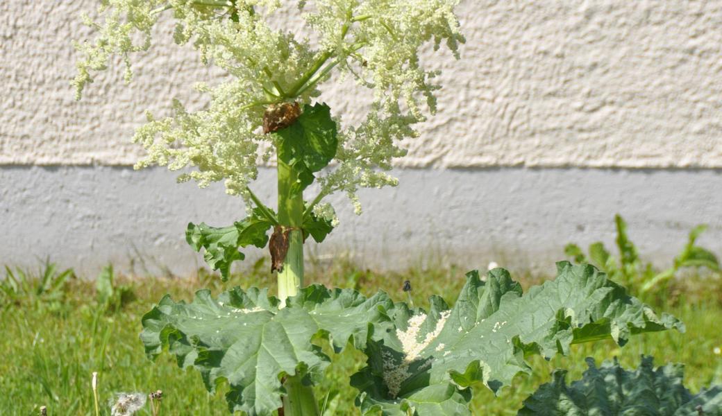Ab Mitte Juni lässt man Rhabarber mit seinem prächtigen Blütenstand blühen.