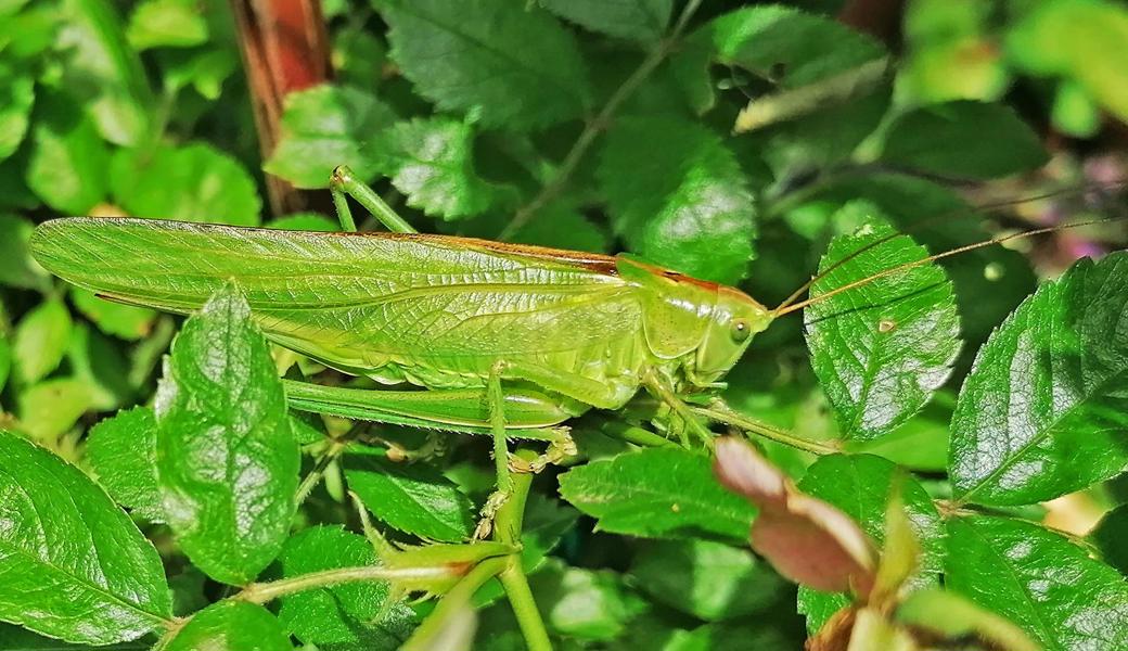 Das Glück, ein Grünes Heupferd im Garten zu sehen, ist nicht jedem beschieden.  