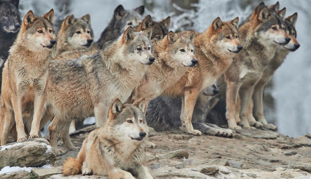 Die Sichtweise auf das Wolfsrudel bestimmt, ob man die Begegnung als bedrohlich einschätzt. 