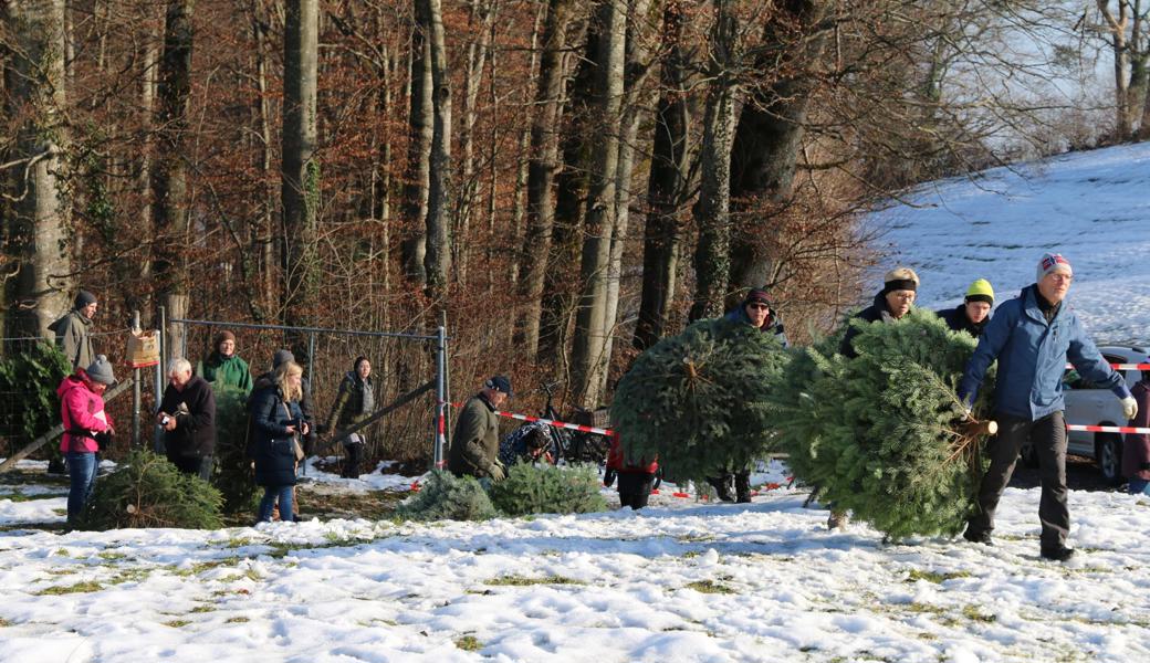 War der passende Baum gefunden und gefällt worden, ging es mit ihm auf den Heimweg. 