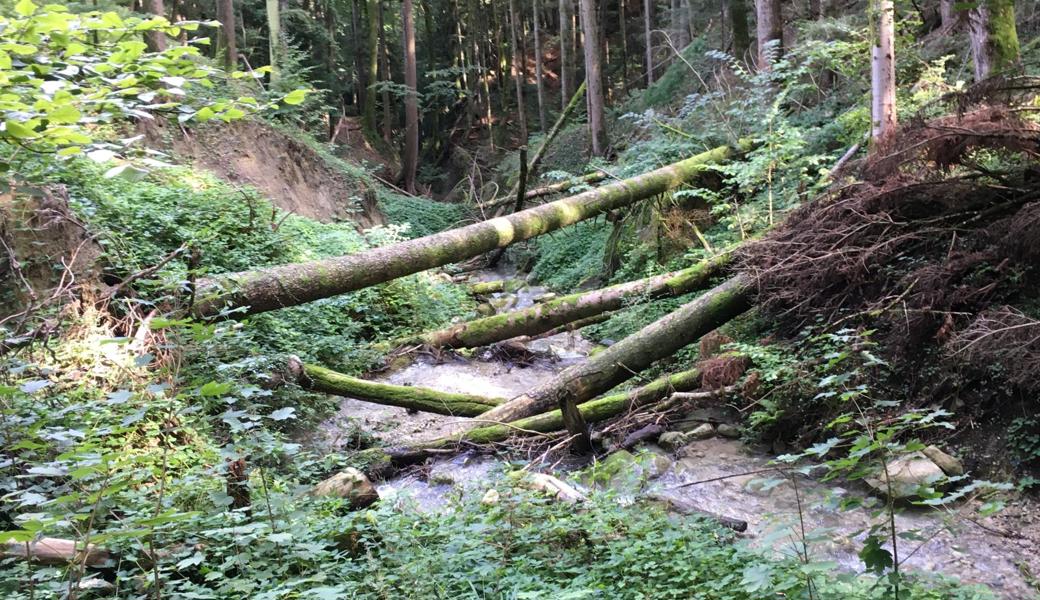 Sehr viel höher als der Anteil von solchem Totholz ist bei Wildbach-Hochwasser der mitgerissene Frischholz-Anteil.