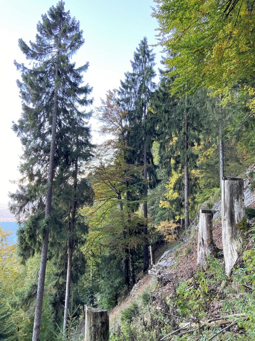 Für den Holzschlag wurde eine Stahlstütze eingeflogen.