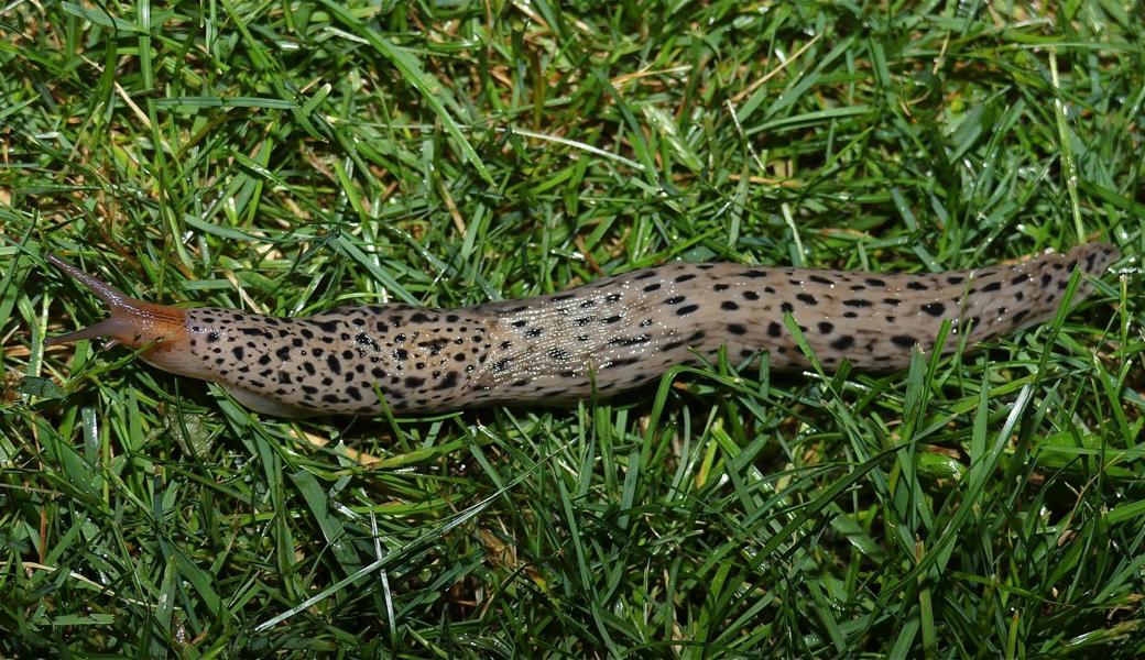 Ein in Berneck gesichteter, knapp zwanzig Zentimeter langer Tigerschnegel. 