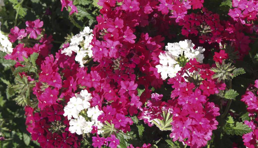 «Viva Magenta» ist eine ruhige Farbe. Sie lässt sie sich gut mit purpurnen und weissen Tönen kombinieren. «Viva Magenta» ist eine ruhige Farbe. Sie lässt sie sich gut mit purpurnen und weissen Tönen kombinieren.