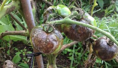 Geissel der Tomatenzüchter