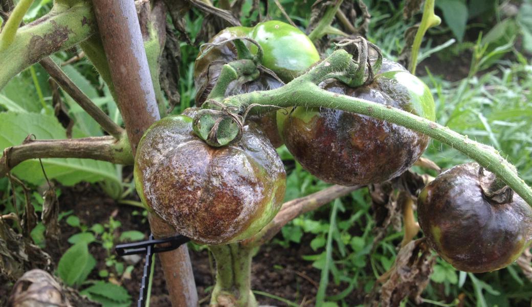 Hässliche Tomaten nach dem Krautfäulebefall. 