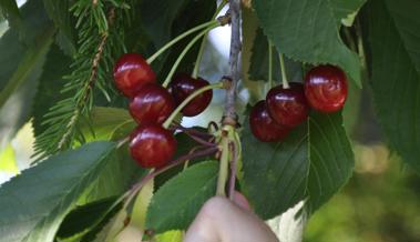 Garten: Süsse Früchte