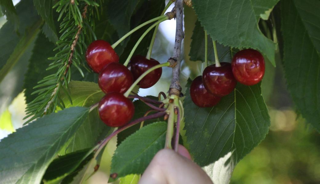 Der Griff zu den süssesten Früchten wird für jedermann immer leichter.