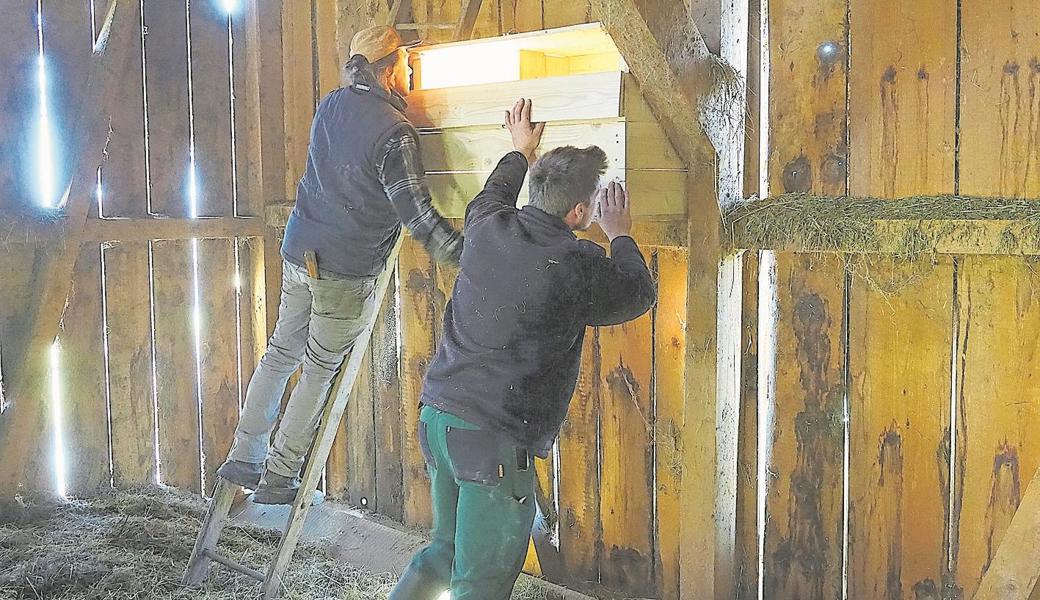 Pro Riet Rheintal montiert, wie hier auf dem Foto in Gams, zurzeit in mehreren Gebieten neue Nistkästen aus Holz.