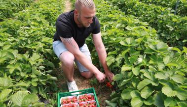 Die Haupterntezeit für Erdbeeren hat begonnen