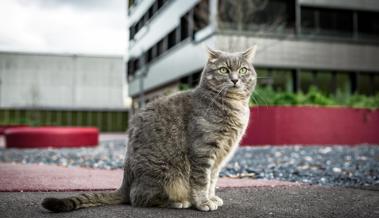 Dem Elend  der Tiere vorbeugen