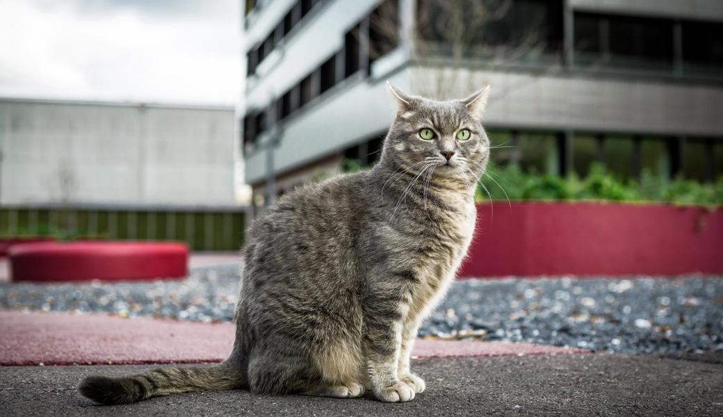 Von Januar 2022 bis Januar 2023 dauert das neue kostenlose Kastrations-/Sterilisationsprogramm für Katzen und Hunde der ZAF.