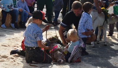 Sture Kühe und schlafende Kälber bei der Viehschau