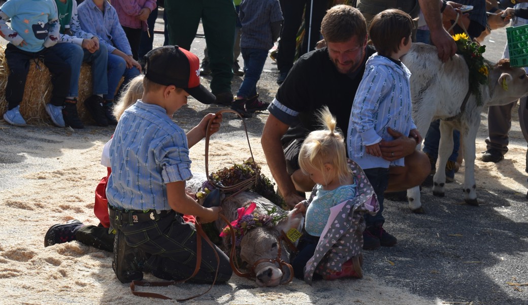 Sture Kühe und schlafende Kälber bei der Viehschau