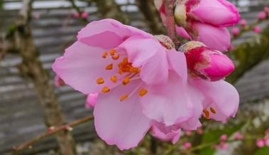 Pink ist die Farbe der Saison!