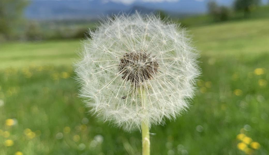 Am Ostersonntag in Rebstein.