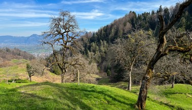 Biodiversitätsförderung im Rheintal: Riet-Projekt geht weiter, Herausforderungen bleiben