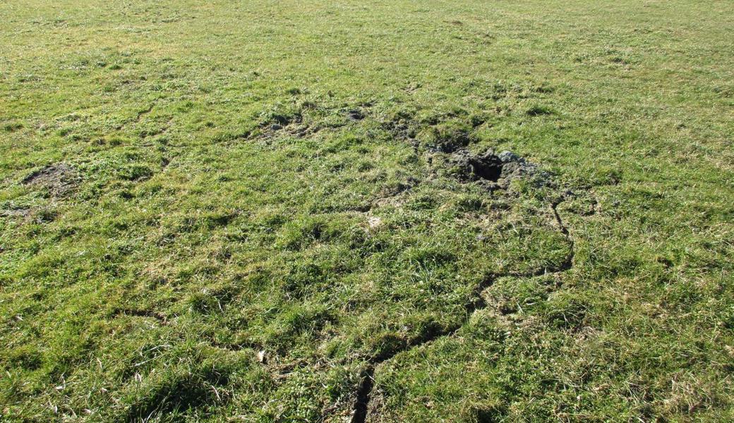 Die Mäuse haben unter der Schneedecke der letzten paar Wochen gut sichtbare Kriechgänge an der Oberfläche angelegt.