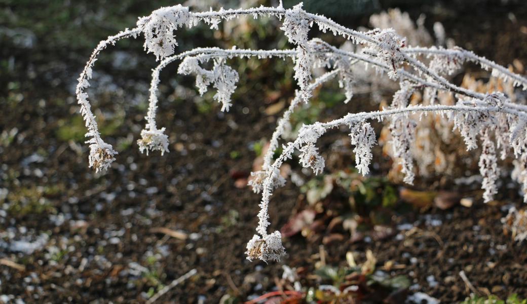 Morgens sind die Temperaturen noch immer sehr frostig. Das birgt Vorteile für den Boden.