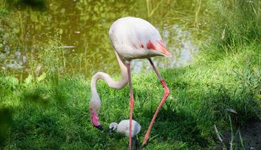 Walter Zoo hat Flamingo-Nachwuchs