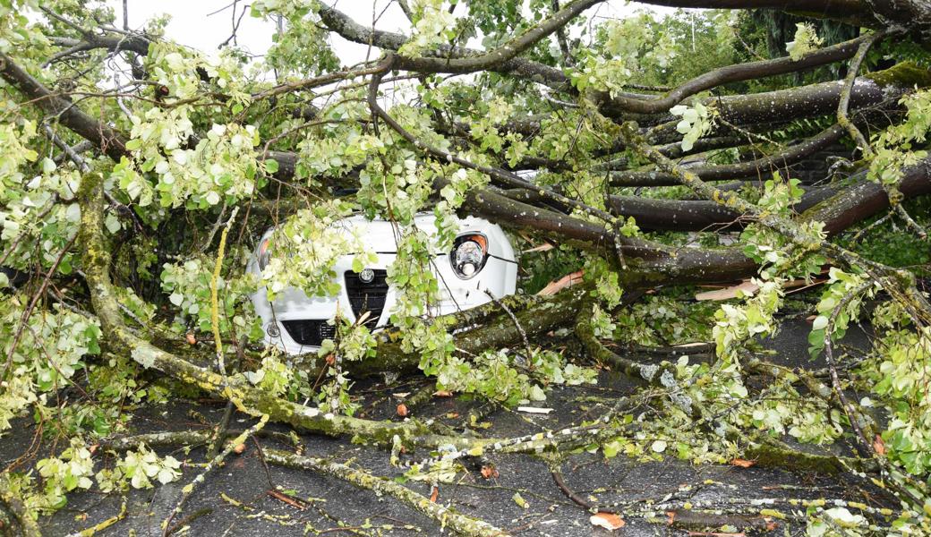 Das Auto ist unter dem umgestürzten Baum kaum noch zu erkennen.