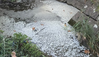 Graue Ablagerungen und weisser Schaum: Mehrere tote Fische in der Länderenaach