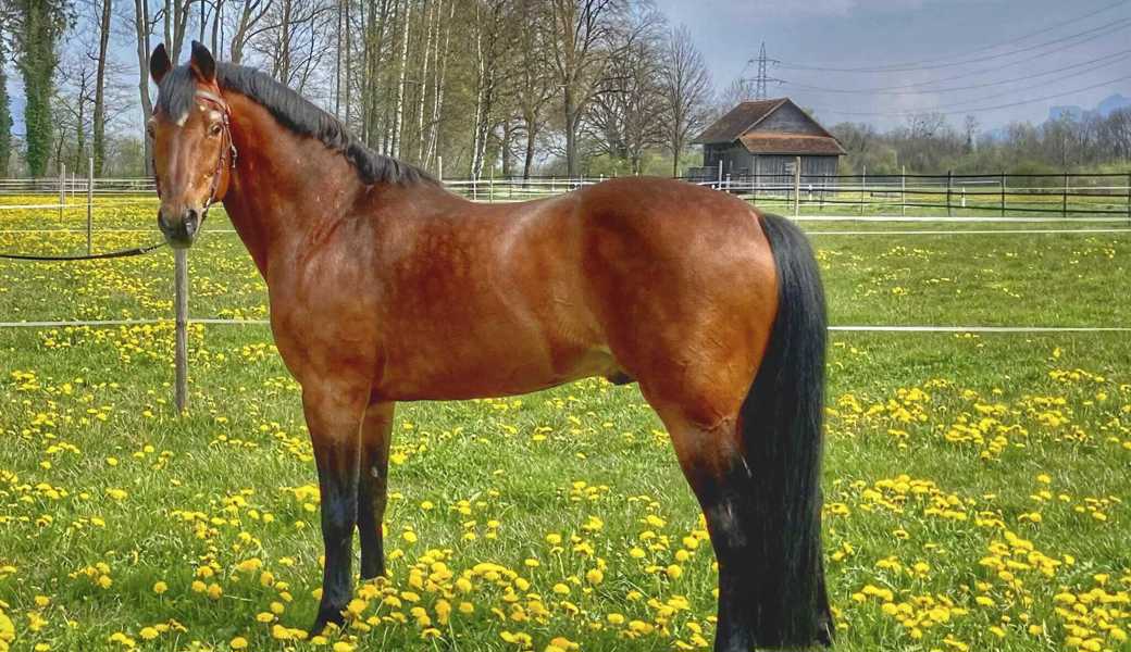 Der 1996 geborene Nejack ist einer von sechs Freiberger-Hengsten vom Nationalgestüt Avenches, die am Sonntag in Diepoldsau vorgeführt werden.  Der 1996 geborene Nejack ist einer von sechs Freiberger-Hengsten vom Nationalgestüt Avenches, die am Sonntag in Diepoldsau vorgeführt werden.