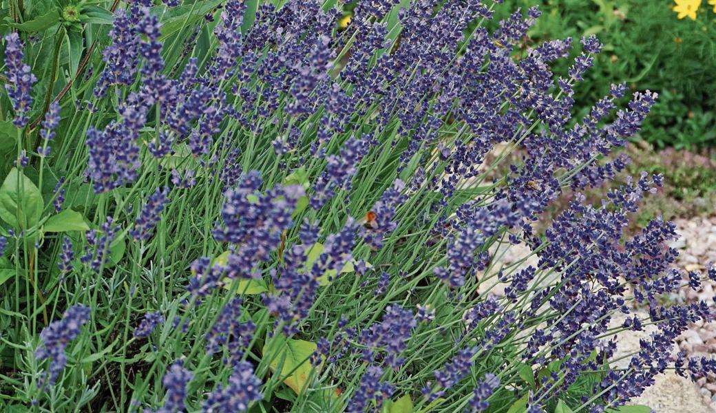 Lavendel ist der bekannteste Duft-Export der Provence.