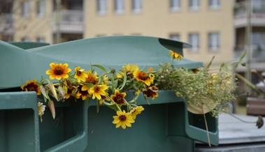 Gemeinderat gibt Höhe der Gebühr für Grünabfuhr bekannt