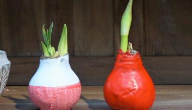 Garten: Winterambiente mit Amaryllis