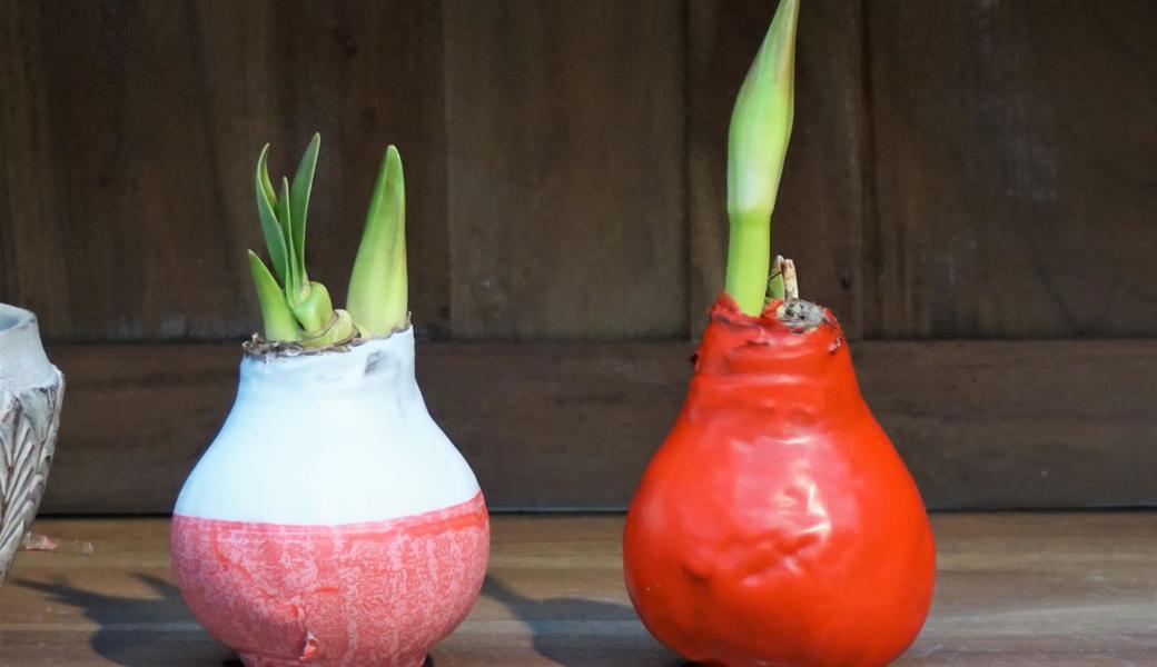 «Moderne» Amaryllis im neuen Kleid. Eine Wachsschicht schützt die Zwiebel bis zum Verblühen vor dem Austrocknen.  