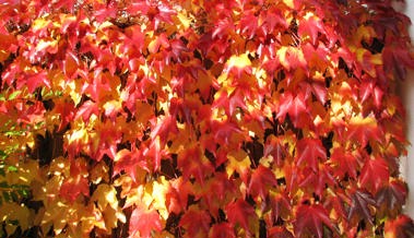 Wilder Wein erfreut im Herbst mit Farben zum Träumen