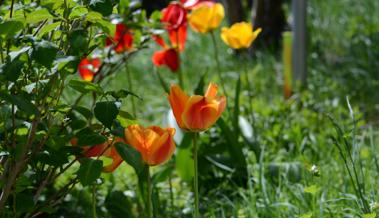 Osterspaziergang im Rheintal